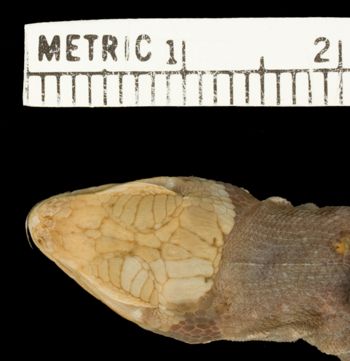 Media type: image;   Herpetology R-10931 Aspect: head dorsal